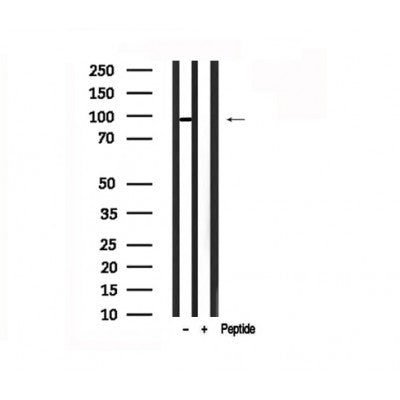 Western blot analysis of CUL4A in lysates of HeLa?, using CUL4A Antibody(AF7538).