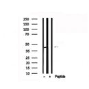 Western blot analysis of KISS1R in lysates of HepG2?, using KISS1R Antibody(AF7539).