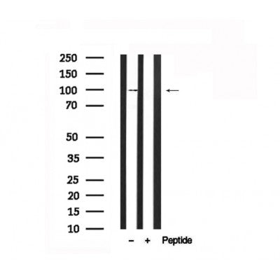 Western blot analysis of extracts of Mouse brain tissue sample,using HCN1 Antibody(AF7541).