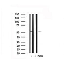 Western blot analysis of KLF5 in lysates of A549, using KLF5 Antibody(AF7542).