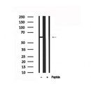 Western blot analysis of KCNA1 in lysates of HuvEc , using KCNA1 Antibody(AF7543).
