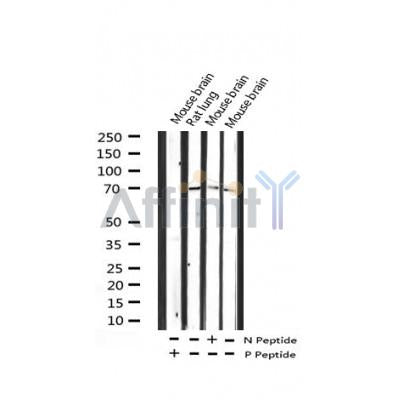 AF3246 staining 293 cells by IF/ICC. The sample were fixed with PFA and permeabilized in 0.1% Triton X-100,then blocked in 10% serum for 45 minutes at 25¡ãC. The primary antibody was diluted at 1/200 and incubated with the sample for 1 hour at 37¡ãC. An  Alexa Fluor 594 conjugated goat anti-rabbit IgG (H+L) antibody(Cat.