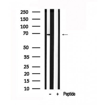 Western blot analysis of extracts of Human fetal stomach tissue sample,using TRAF7 Antibody(AF7546).