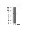 Western blot analysis of SLC22A8 in lysates of fetal heart?, using SLC22A8 Antibody(AF7549).