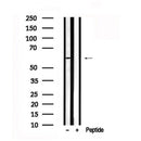 Western blot analysis of SLC32A1 in lysates of PANC1, using SLC32A1 Antibody(AF7551).