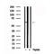 Western blot analysis of SLC32A1 in lysates of PANC1, using SLC32A1 Antibody(AF7551).