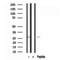 Western blot analysis of SETD2 in lysates of HeLa?, using SETD2 Antibody(AF7552).