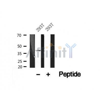 Western blot analysis of KMT5A in lysates of 293T, using KMT5A Antibody(AF7553).