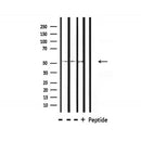Western blot analysis of extracts from HepG2, mouse spleen, rat liver , using OCT2 Antibody.The lane on the right is treated with the antigen-specific peptide.