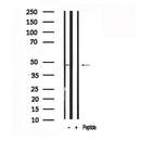 Western blot analysis of EIF4A1 in lysates of Jurkat?, using EIF4A1 Antibody(AF7554).
