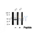 Western blot analysis of HFE2 in lysates of PC3?, using HFE2 Antibody(AF7556).