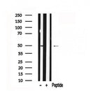 Western blot analysis of EED in lysates of HeLa?, using EED Antibody(AF7558).