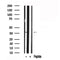 Western blot analysis of extracts of Mouse kidney tissue sample,using FBP1 Antibody(AF7560).