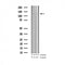 AF3248 staining K562 by IF/ICC. The sample were fixed with PFA and permeabilized in 0.1% Triton X-100,then blocked in 10% serum for 45 minutes at 25¡ãC. The primary antibody was diluted at 1/200 and incubated with the sample for 1 hour at 37¡ãC. An  Alexa Fluor 594 conjugated goat anti-rabbit IgG (H+L) Ab, diluted at 1/600, was used as the secondary antibod