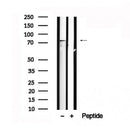 Western blot analysis of extracts of Human brain tissue sample,using FMR1 Antibody(AF7566).