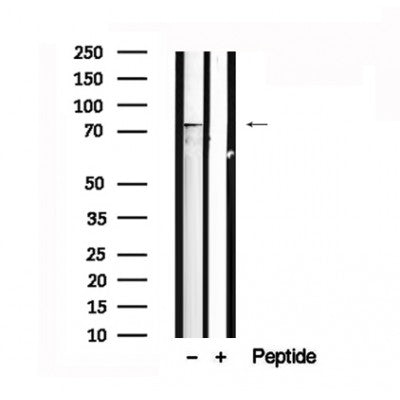 Western blot analysis of extracts of Human brain tissue sample,using FMR1 Antibody(AF7566).