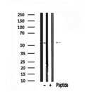 Western blot analysis of TAB1 in lysates of PC-12?, using TAB1 Antibody(AF7568).