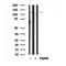 Western blot analysis of GLI1 in lysates of PC-3, using GLI1 Antibody(AF7571).