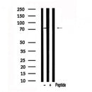 Western blot analysis of TRIM32 in lysates of 293T?, using TRIM32 Antibody(AF7574).