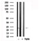 Western blot analysis of HES1 in lysates of A431, using HES1 Antibody(AF7575).