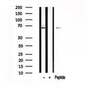 Western blot analysis of USP22 in lysates of HEK293?, using USP22 Antibody(AF7576).