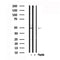 Western blot analysis of CASP2 in lysates of Jurkat , using CASP2 Antibody(AF7578).