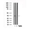 Western blot analysis of MyoD in lysates of Jurkat , using MyoD Antibody(AF7579).