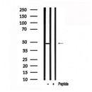 Western blot analysis of osterix in lysates of 293T, using osterix Antibody(AF7580).