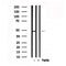 Western blot analysis of osterix in lysates of 293T, using osterix Antibody(AF7580).