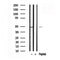 Western blot analysis of TFAP2C in lysates of MCF7 , using TFAP2C Antibody(AF7582).