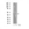 Western blot analysis of Phospho-MARCKS (Ser158) Antibody expression in mouse heart and rat lung tissues lysates.