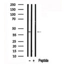 Western blot analysis of ATG3 in lysates of Jurkat , using ATG3 Antibody(AF7587).