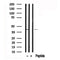 Western blot analysis of ATG3 in lysates of Jurkat , using ATG3 Antibody(AF7587).