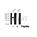 Western blot analysis of BACH1 in lysates of HeLa, using BACH1 Antibody(AF7589).