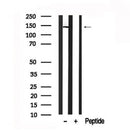 Western blot analysis of extracts of mouse liver tissue sample,using ABCB11 Antibody(AF7593).