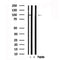 Western blot analysis of extracts of Human placenta tissue sample,using ARHGAP42 Antibody(AF7595).