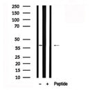 Western blot analysis of ANXA2 in lysates of HepG2, using ANXA2 Antibody(AF7596).