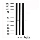 Western blot analysis of ANXA2 in lysates of HepG2, using ANXA2 Antibody(AF7597).