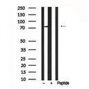 Western blot analysis of DRP1 in lysates of HeLa?, using DRP1 Antibody(AF7600).