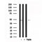 Western blot analysis of MAP2K7 in lysates of NIH-3T3 , using MAP2K7 Antibody(AF7601).