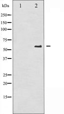 AF3252 staining HeLa by IF/ICC. The sample were fixed with PFA and permeabilized in 0.1% Triton X-100,then blocked in 10% serum for 45 minutes at 25¡ãC. The primary antibody was diluted at 1/200 and incubated with the sample for 1 hour at 37¡ãC. An  Alexa Fluor 594 conjugated goat anti-rabbit IgG (H+L) Ab, diluted at 1/600, was used as the secondary antibod