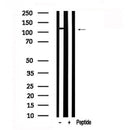 Western blot analysis of MYPT1 in lysates of HeLa?, using MYPT1 Antibody(AF7606).