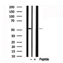Western blot analysis of MDM4 in lysates of HeLa , using MDM4 Antibody(AF7609).