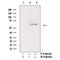 AF3253 staining HeLa by IF/ICC. The sample were fixed with PFA and permeabilized in 0.1% Triton X-100,then blocked in 10% serum for 45 minutes at 25¡ãC. The primary antibody was diluted at 1/200 and incubated with the sample for 1 hour at 37¡ãC. An  Alexa Fluor 594 conjugated goat anti-rabbit IgG (H+L) Ab, diluted at 1/600, was used as the secondary antibod
