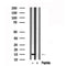 Western blot analysis of extracts of Mouse kidney  tissue sample,using Survivin Antibody(AF7614).