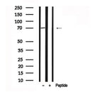 Western blot analysis of TAK1 in lysates of NIH/3T3?, using TAK1 Antibody(AF7616).