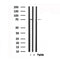 Western blot analysis of TAK1 in lysates of NIH/3T3?, using TAK1 Antibody(AF7617).