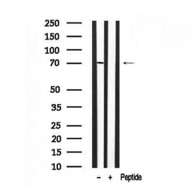 Western blot analysis of TAK1 in lysates of NIH/3T3?, using TAK1 Antibody(AF7617).