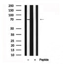 Western blot analysis of RIP2 in lysates of 293, using RIP2 Antibody(AF7619).