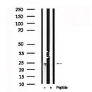 Western blot analysis of Bim in lysates of K562?, using Bim Antibody(AF7620).